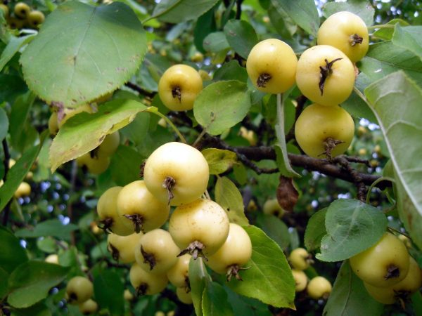 Yellow fruits of chinese apple