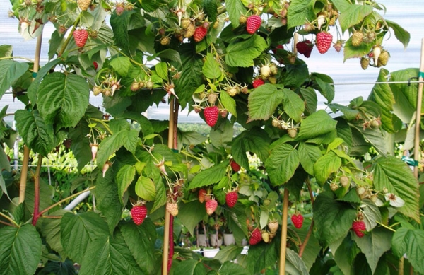 Variétés de framboises Tarusa mieux plantés le long des clôtures