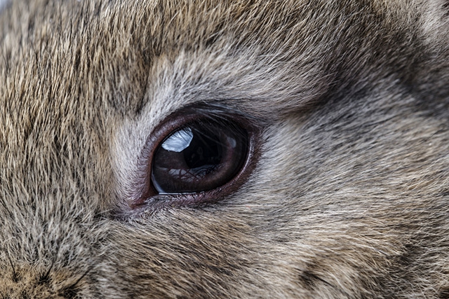 Rabbit eye diseases