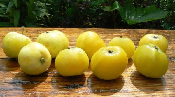Harvest Yellow Chinese Apple Tree Apples Golden