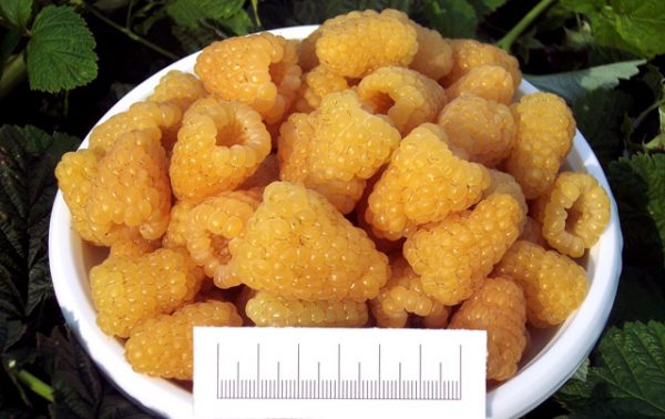 Récolte de Framboises et Taille de Baies