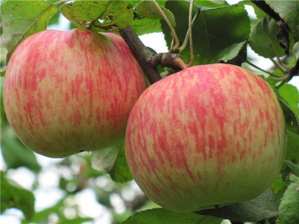 Les fruits de pomme Bellefle Chinese ont de grandes tailles