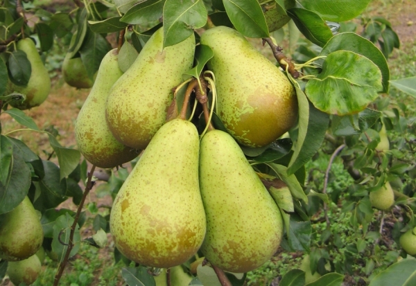 Variety Pear Conference