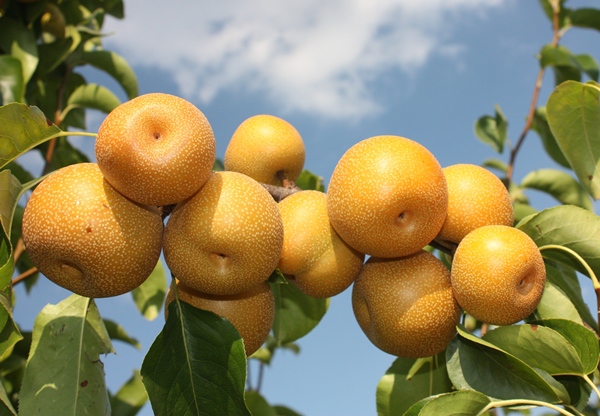  Chinese pear