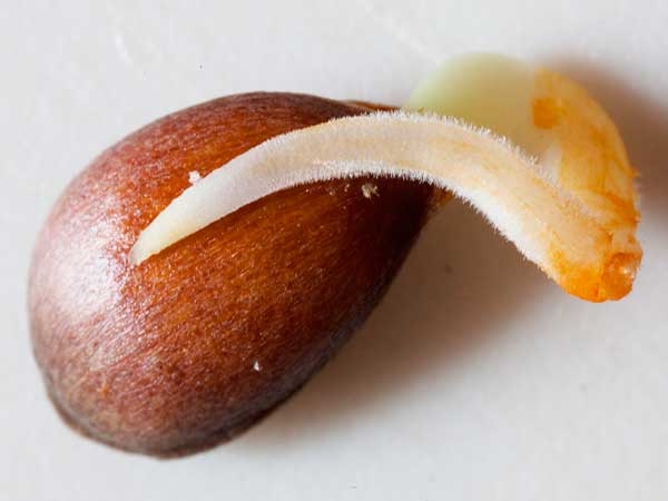 Après l'apparition des premières pousses, les plus fortes sont sélectionnées pour la plantation.