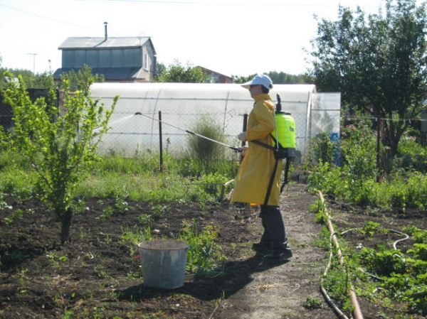 Lutte antiparasitaire avec pulvérisation chimique