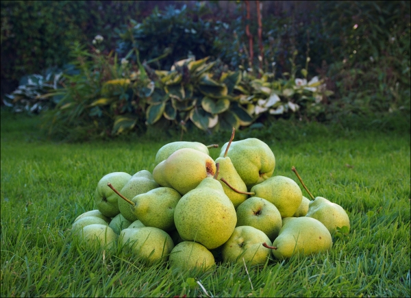 Les poires Augustow Dew sont mûres, le goût est acidulé, avec une chair tendre