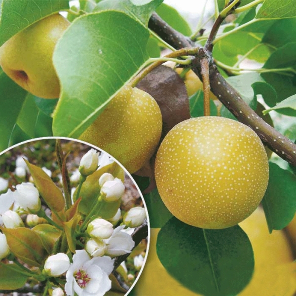 Ποικιλία αχλαδιών kosu