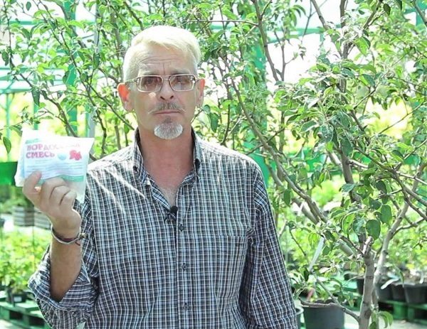 Utilisation de mélanges chimiques pour pulvériser des arbres infectés