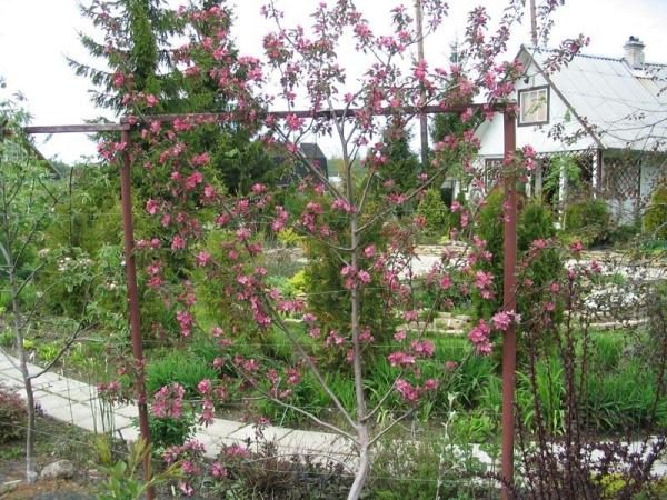 Apple Bellefle Chinese nécessite une pollinisation externe