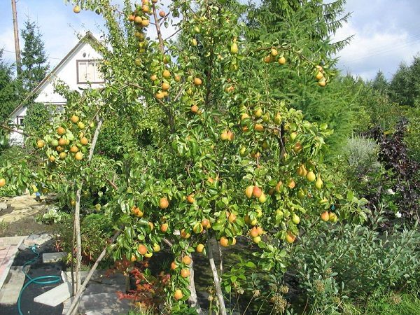 Poires, prêtes pour la collecte et le stockage