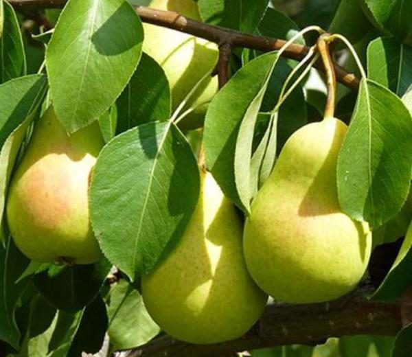 Variétés de poire Chizhovskaya