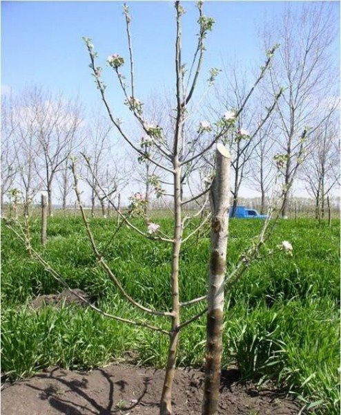 La forme grêle d'un pommier