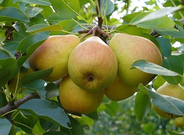 Variety of pears Favorite Klappa: description of the variety, reviews of gardeners