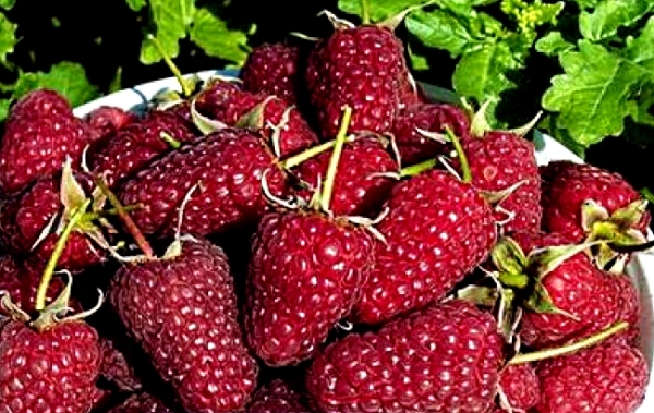 Réparation de framboise
