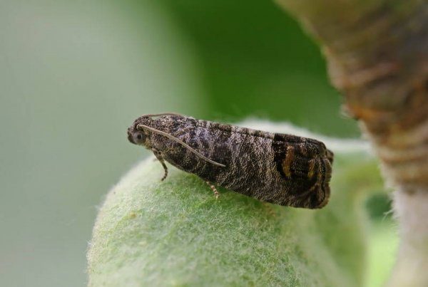 Αχλάδι αχλαδιών