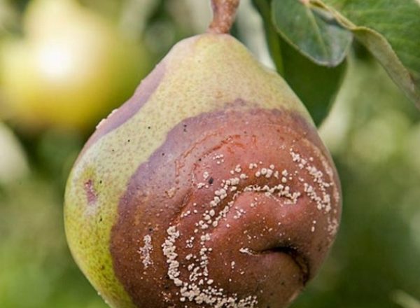 Why pears rot on a tree: find out the cause and eliminate it