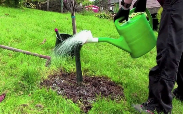 La variété de prune doit être arrosée 5 fois pendant toute la saison, elle ne nécessite pas de pansements fréquents