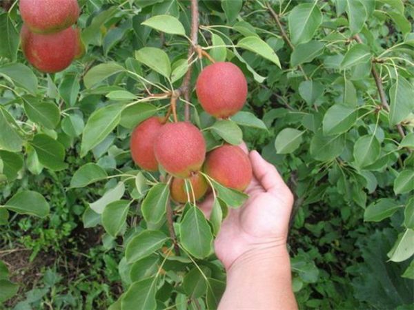 Μεγέθη αχλαδιών Krasulia