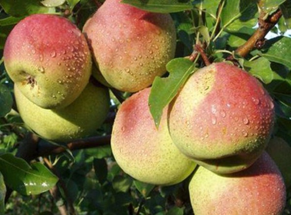  كراسولا الكمثرى