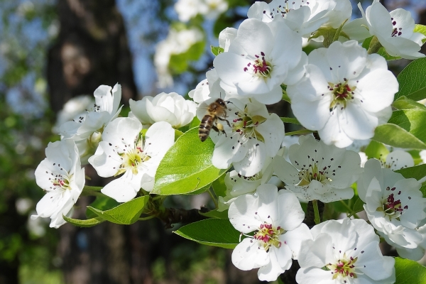 Pour que la poire puisse fleurir et porter des fruits, elle doit être arrosée, assouplie et fertilisée.