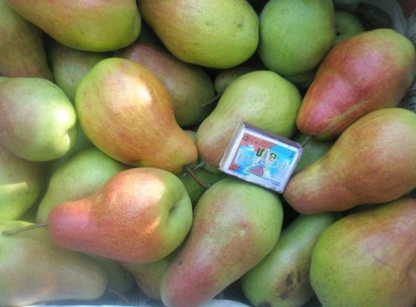 Récolte et taille de la poire Forest Beauty