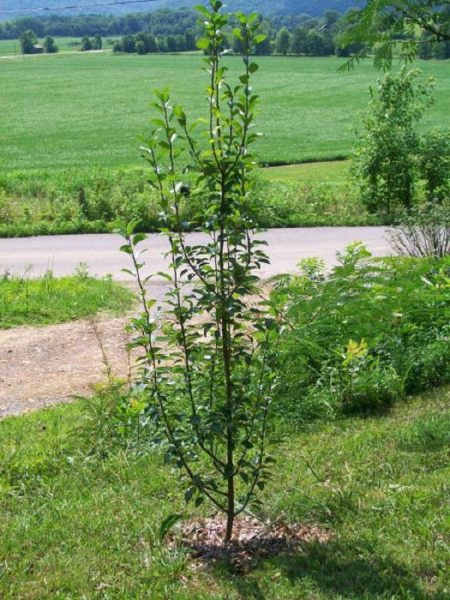 Veles, semis de poirier