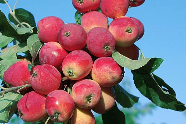 Pommier Bellefle Chinois