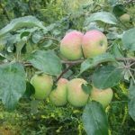 Borovinka Akulovskaya