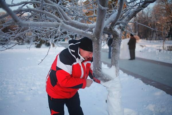O tronco da árvore para o inverno deve ser envolvido com materiais isolantes