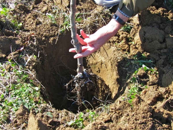 Lors de la plantation d'un pommier au printemps, un nouvel arbre devra être arrosé systématiquement et abondamment.