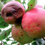 Pourriture des fruits
