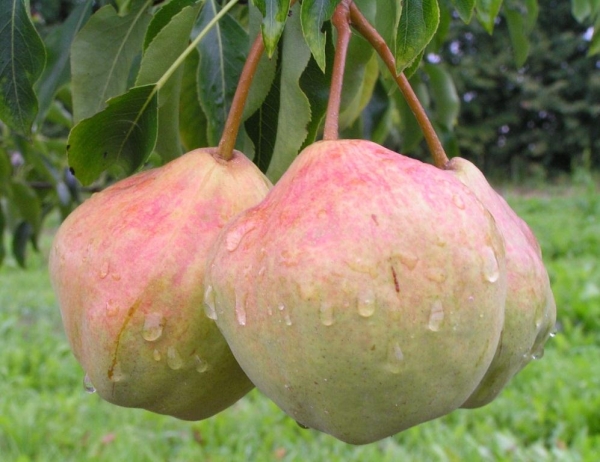 La variété de poire dans la mémoire de Yakovlev est bien propagée par superposition, ce qui est très pratique pour la culture.