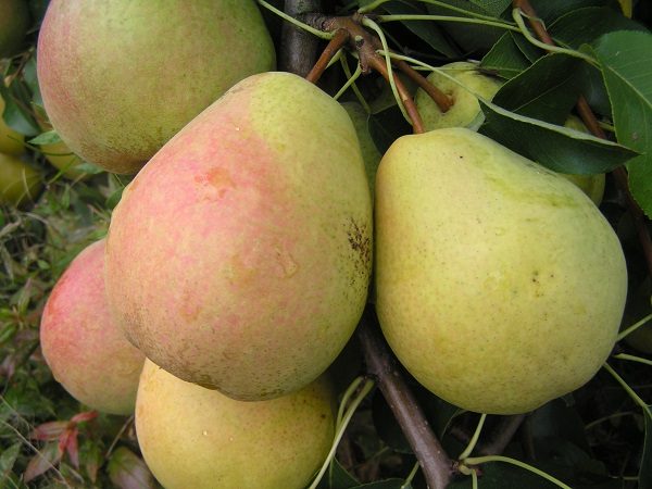 Fruit mûr d'une poire veles sur un arbre