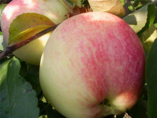 La belle pomme chinoise apporte une récolte régulière