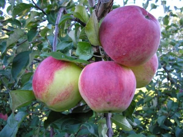 La variété Welsey est issue d’un élevage de la pomme cerise de Sibérie