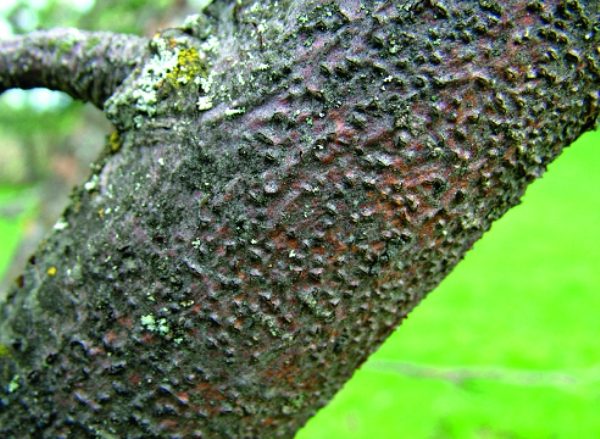 Cytosporose sur l'écorce d'un pommier