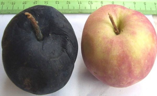 Pomme saine et cancer noir