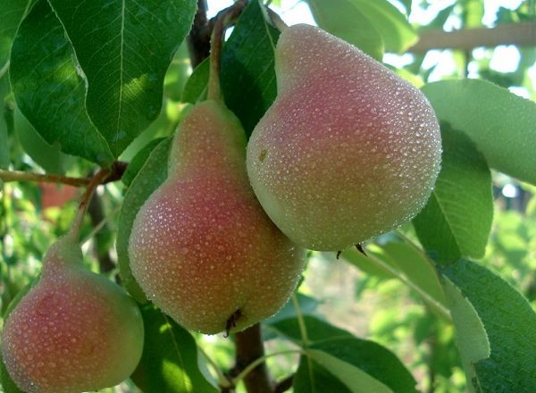 Williams Pear Variety
