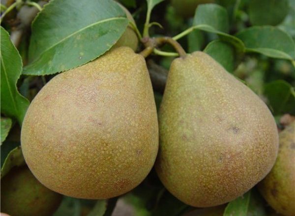 Pear Belarusian late