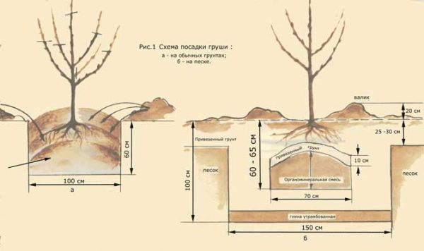 Scheme of planting pears in the ground