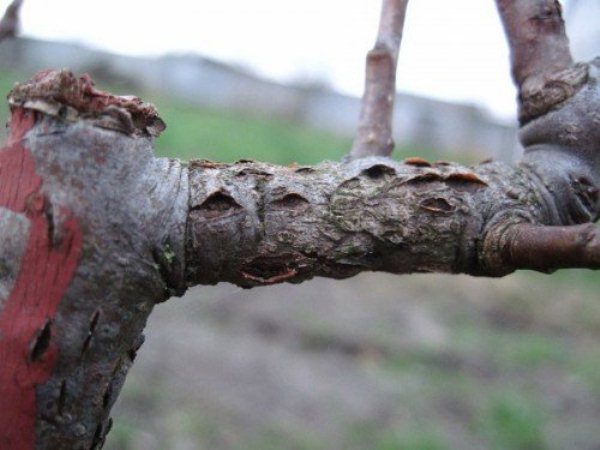 Cytosporose poire blessée