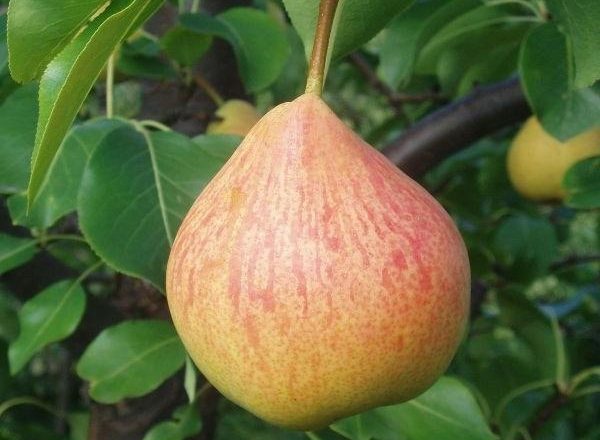 Variety of pears in memory of Yakovlev: descriptive characteristics, rules of planting and care