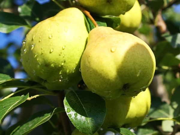  Variety of pears August dew: descriptive characteristics of the tree and fruits