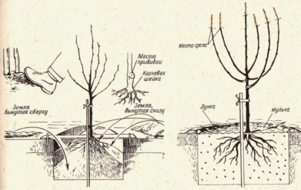 Le schéma de plantation de poire moscovite