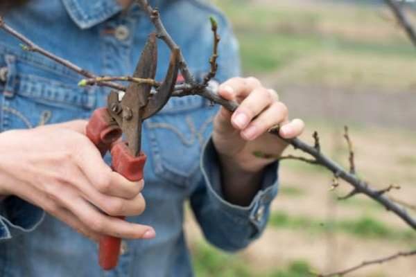 La formation d'une couronne de pomme sous forme d'élagage est nécessaire presque tout au long de la vie de l'arbre