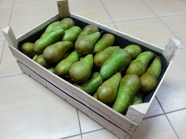 Récolte Poires De Conférence Frais