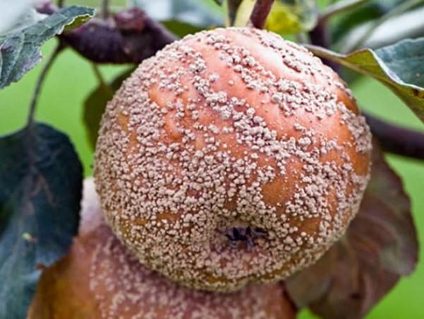 Pourriture des fruits ou moniliasis