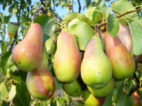 Fruits mûrs et juteux de la beauté de la forêt, prêts à être récoltés