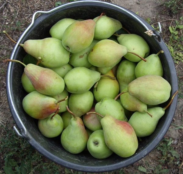 Récolte de la beauté Talgar